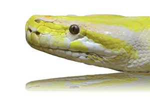 Albino Python Prints: Close up of a head albino python snake on white background