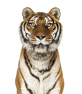 Big Cat Studio Shot Prints: Close up on a head of a Tiger staring at the camera