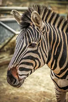 Zebra Portrait Photography Prints: Close up of the head of zebra