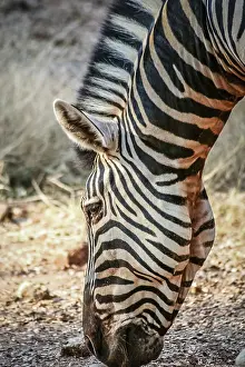 Striped Animal Prints: Close up of the head of zebra