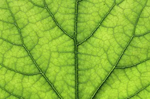 Close View Of A Leaf Prints: Detail close image tree green leaf macro