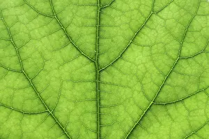Nature Macro Photography Prints: Detail close image tree green leaf macro