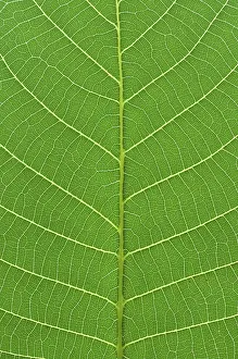 Close Up Green Plant Prints: Detail close image tree green leaf macro