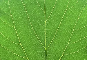 Close View Of A Leaf Prints: Detail close image tree green leaf macro