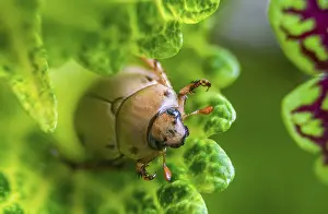Prints of Close up macro of beetle insect on a leaf Leaf Beetles Prints: Close-up Macro Print of Beetle on Leaf