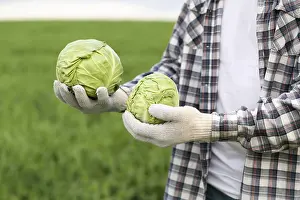 Detail View Of Cabbage Prints: Close up man with cabbage