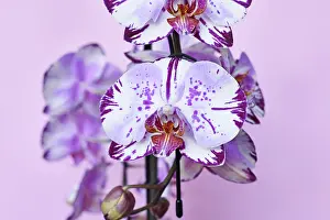 Indoor Plant Decoration Prints: Close up of multi colored purple