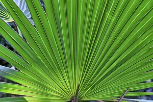 Deserted Palm Tree Scene Prints: Close up of a palm tree leaf for backgrounds