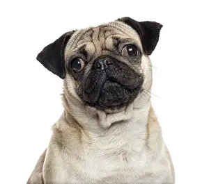 Studio Shot Of A Pug Prints: Close up of a Pug looking at the camera