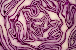 Vegetable Cabbage Nutrition Prints: Close Up on Red Cabbage