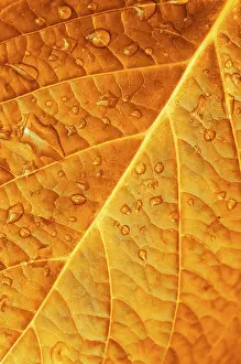 Water Drop On Leaf Prints: Close up of Redleaf with water drop
