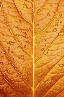 Water Drop On Leaf Prints: Close up of Redleaf with water drop