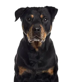 Dog Looking At The Camera Prints: Close up of a Rottweiler looking at the camera