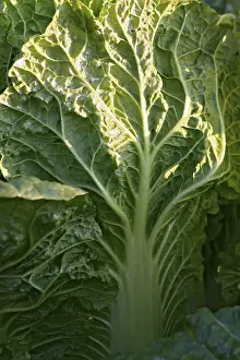 Organic Vegetable Cultivation Prints: Close up of a savoy cabbage