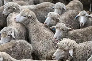 Prints of Close up shot of group of sheep. Libode, Eastern Cape, South Africa Sheep Prints: Close-up Print of Sheep in Libode, South Africa