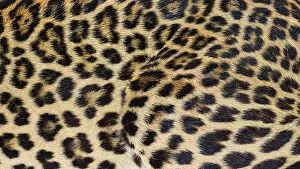Camouflaged Wildlife Photography Prints: Close up of spotted Leopard fur texture