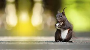 Prints of Close up of a squirrel eating on the ground, low angle of a squirrel eating on the ground Lows Squirrel Prints: Close-up Print of a Squirrel Eating on the Ground