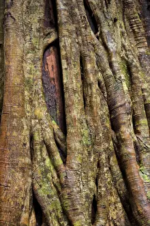 Deserted Deciduous Tree Prints: Close up of a strangler fig, tree
