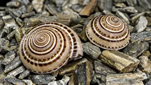 Architectonica Perspectiva Prints: Close-up of an Architectonica perspectiva seashell