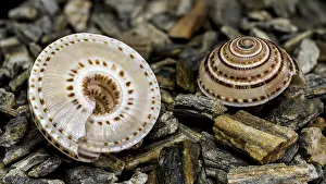 Deserted Beach Rock Formations Prints: Close-up of an Architectonica perspectiva seashell