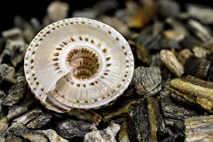 Other Gastropod Prints: Close-up of Architectonica perspectiva Seashell Print