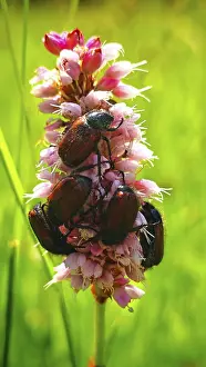 Prints of Close-up of several beetles: garden leaf beetles (Phyllopertha horticola) climbing on a pink flower (Polygonaceae) in the green grass, Kremnitz Valley, Frankenwald nature park Park Leaf Beetles Prints: Close-up of Garden Leaf Beetles on Pink Flower Print