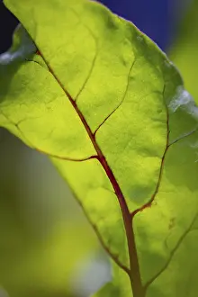 Lower Austria Nature Prints: Close-up, beetroot leaf (beta)