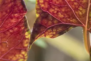 Bright Red Leaves Prints: Close-up of bright red and yellow leaves with complex texture and pattern