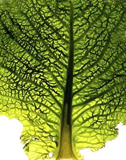 Nature Close Up Shots Prints: Close-up of a cabbage leaf