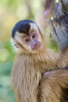 Capuchin Monkey Prints: Close-up of a capuchin monkey looking curiously down from a tree trunk