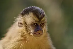 Capuchin Monkey Prints: Close-up of a capuchin monkey looking to the side with a serious expression