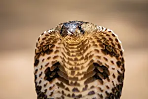 Poisonous Snake Species Prints: Close-up of a cobra head with a clearly visible scale pattern