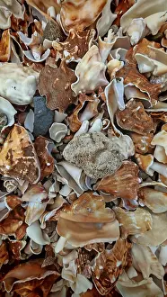 West African Coast Prints: Close-up of a collection of shells (concha) on the beach