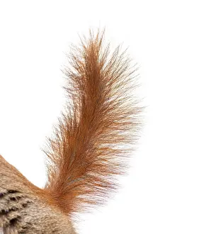 Macro Photography Studio Shot Prints: Close-up of a Eurasian red squirrel tail