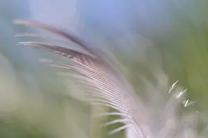 Close Up Bird Image Prints: Close-up of a feather from a bird
