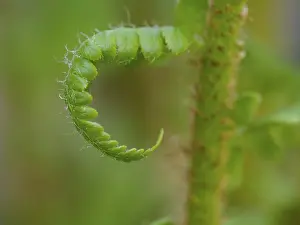 Images Dated 14th April 2024: Fern Print in Early Spring Development