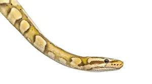 Wild Animal Depiction Prints: Close-up of a firefly python, isolated on white
