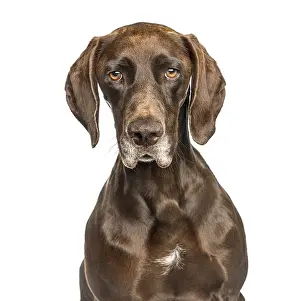 Domestic Animal Breed Image Prints: Close-up of German Shorthaired Pointer