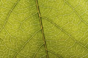 Close View Of Leaves Prints: Close-up of a green leaf
