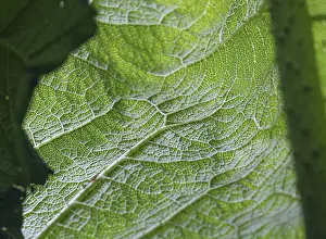 Close Up Of A Leaf Prints: Close-up of a green leaf with clearly recognisable structure
