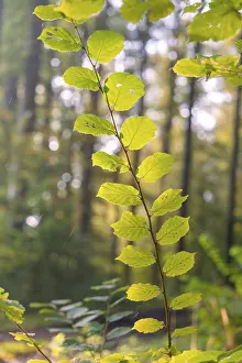 Black Forest Nature Photography Prints: Close-up of a green leaf in the forest light