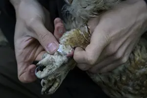 North Rhine Westphalia Bird Photography Prints: Close-up of hands attaching a ring to an eagle owl (Bubo bubo)