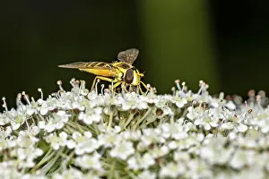 White Background Studio Photo Prints: Close-up of a hoverfly on white flowers
