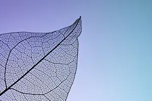 Leaf Skeleton Prints: A close-up image of a leaf skeleton showing intricate vein patterns against a gradient background