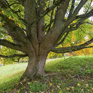 Uninhabited German Forest Scene Prints: Close-up of a large tree with sprawling branches