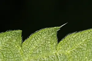 Close Up Leaf Prints: Close-up of a leaf