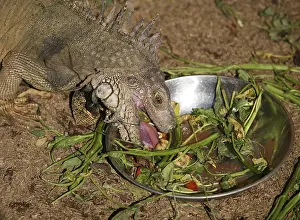 Komodo National Park Wildlife Prints: Close-up of the lizard during meal