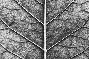 Agricultural Ecology Images Prints: Close-up of macro texture of leaf
