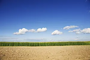 Organic Farming Prints: Close-up of a maize field