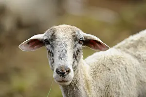 Central Europe Countryside Scene Prints: A close-up of an older sheep with a rustic background